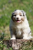 Male Bleu Merle