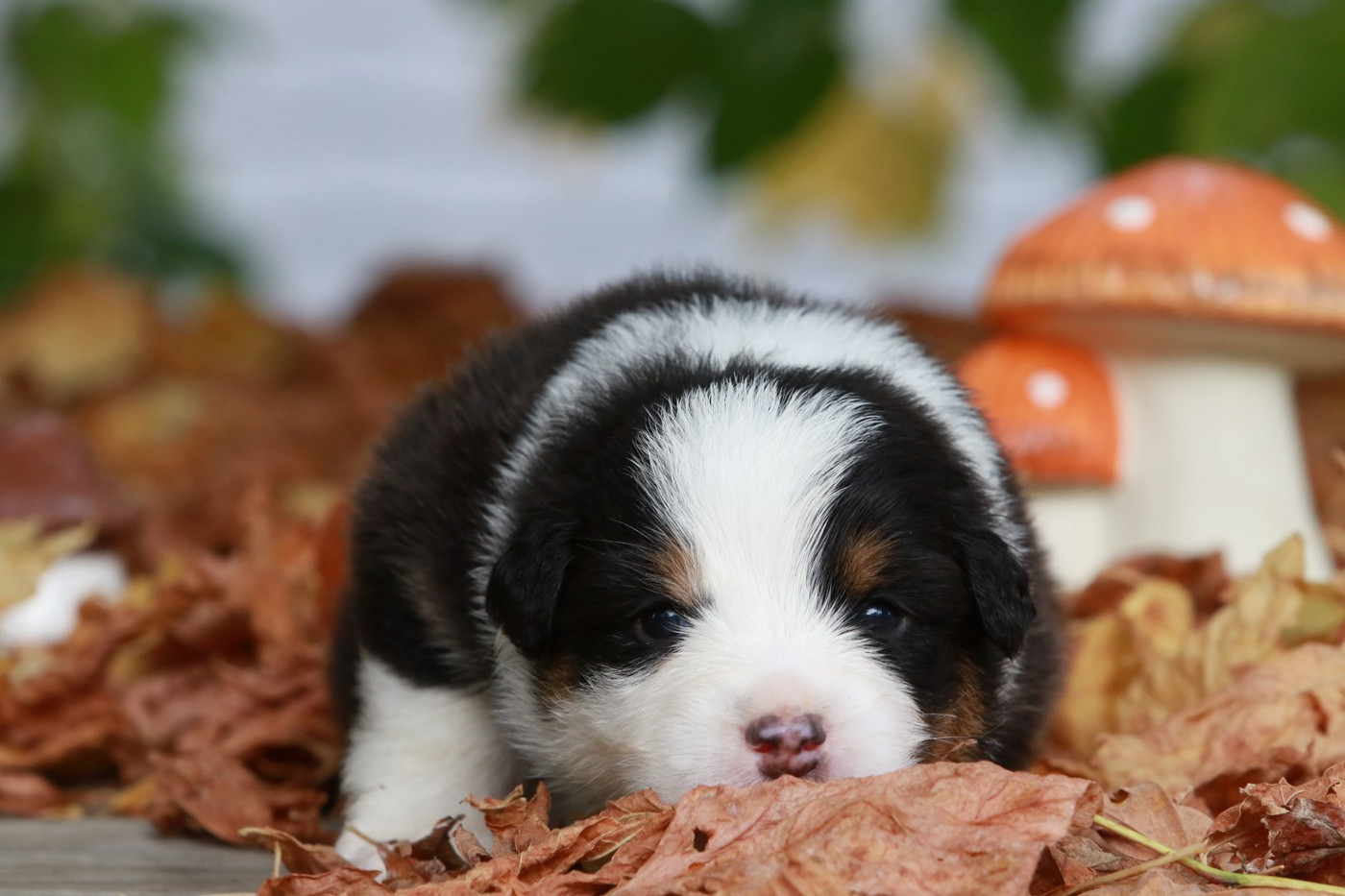 Les chiots ont maintenant 3 semaines