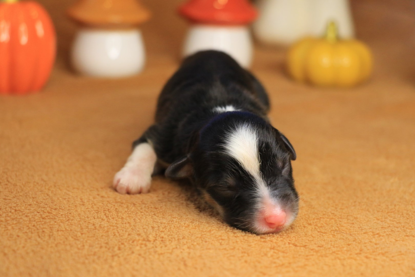 De La Légende De Calydane - Chiots disponibles - Berger Australien