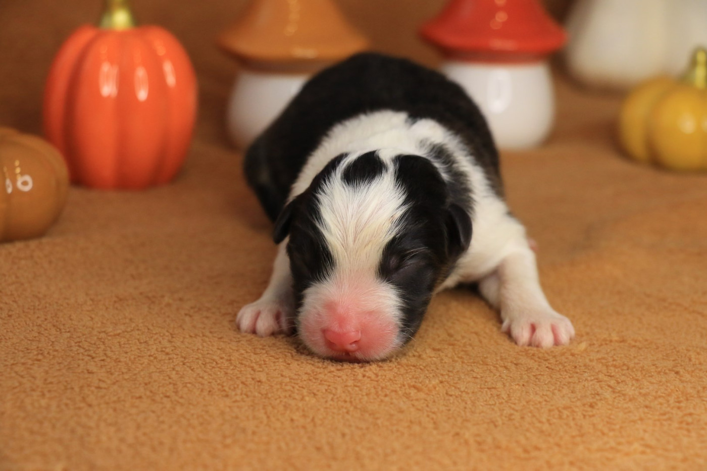 De La Légende De Calydane - Chiots disponibles - Berger Australien