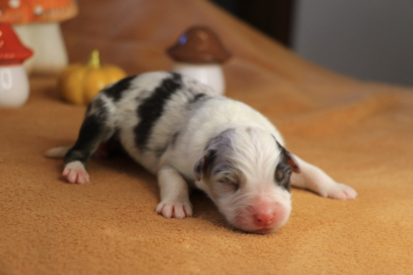 De La Légende De Calydane - Chiots disponibles - Berger Australien