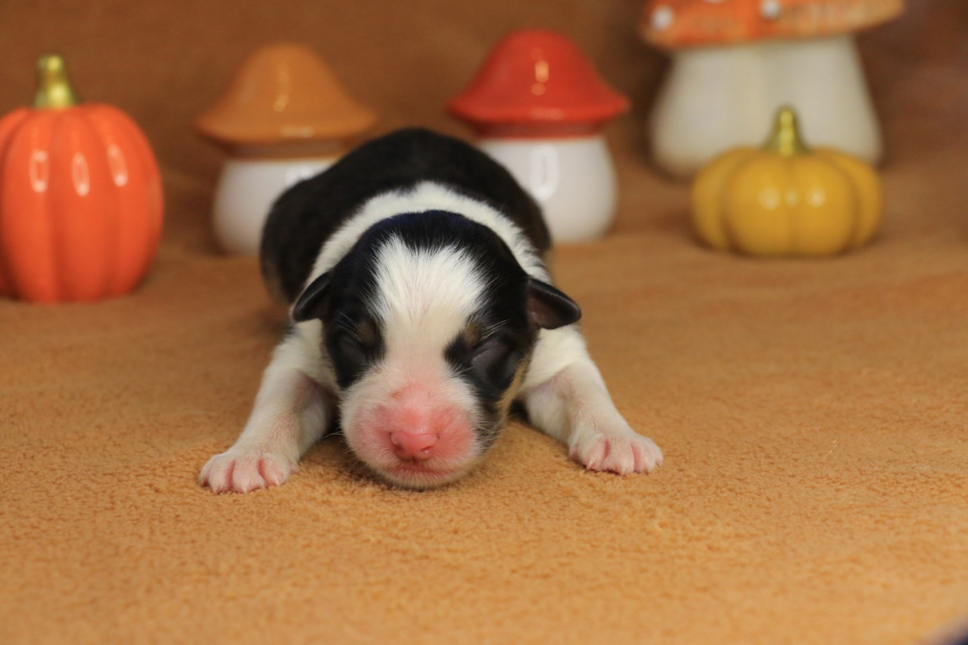 De La Légende De Calydane - Chiots disponibles - Berger Australien