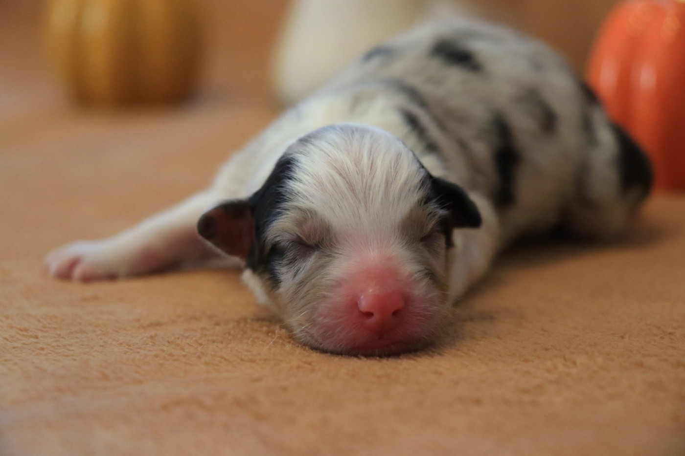 De La Légende De Calydane - Chiots disponibles - Berger Australien