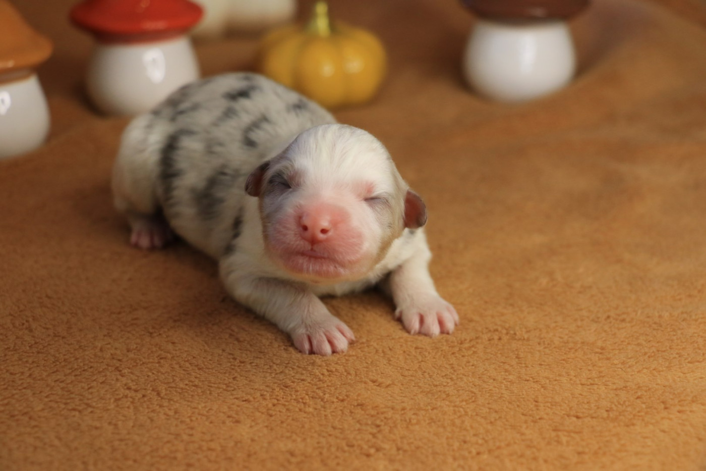 De La Légende De Calydane - Chiots disponibles - Berger Australien