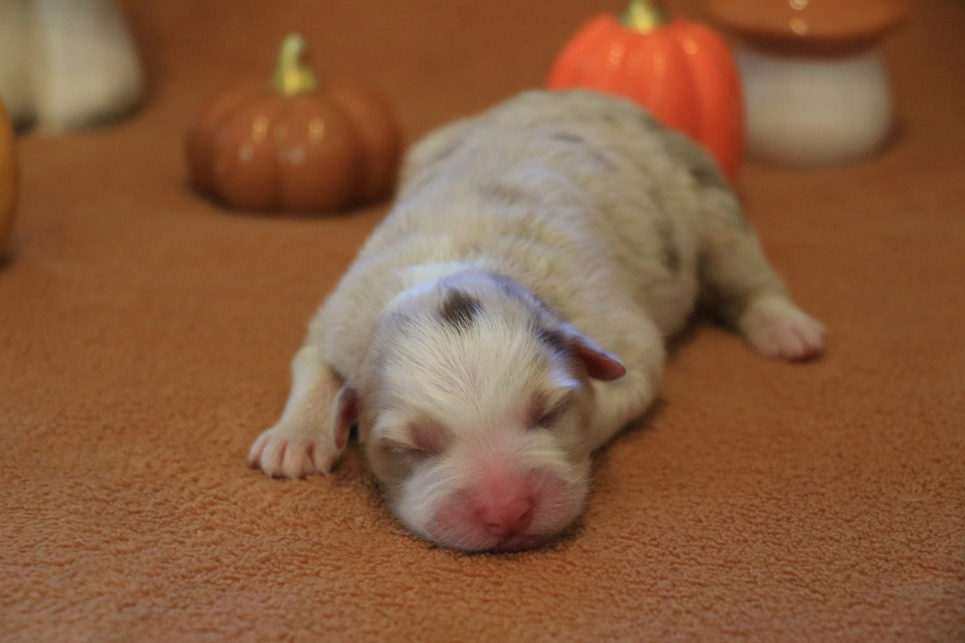 De La Légende De Calydane - Chiots disponibles - Berger Australien