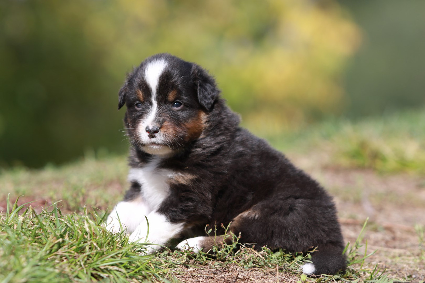 De La Légende De Calydane - Chiots disponibles - Berger Australien
