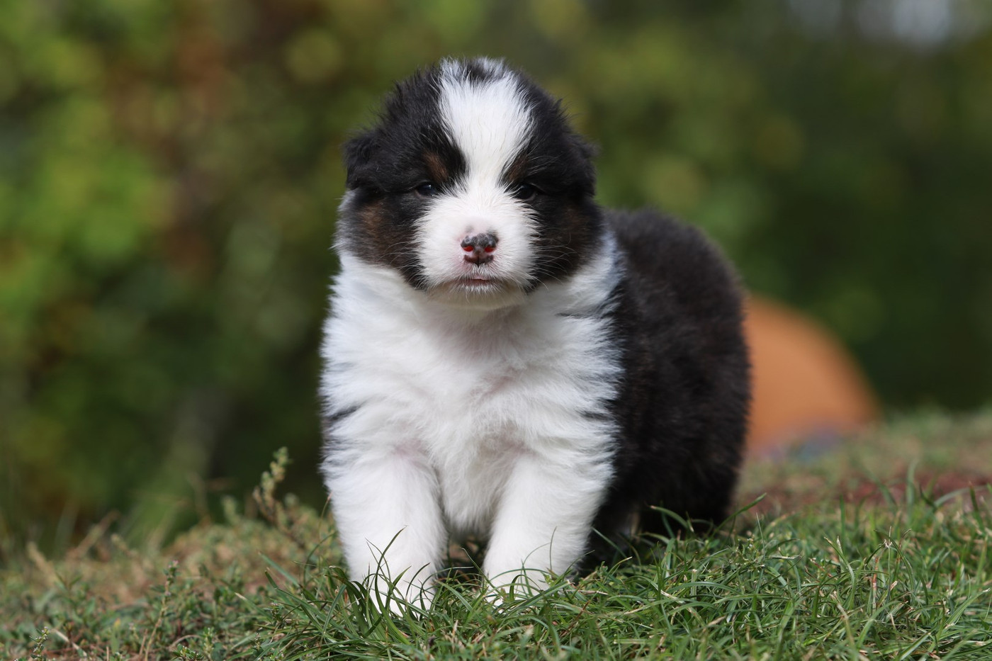 De La Légende De Calydane - Chiots disponibles - Berger Australien