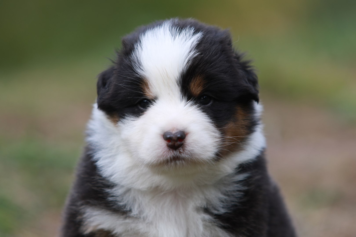 De La Légende De Calydane - Chiots disponibles - Berger Australien