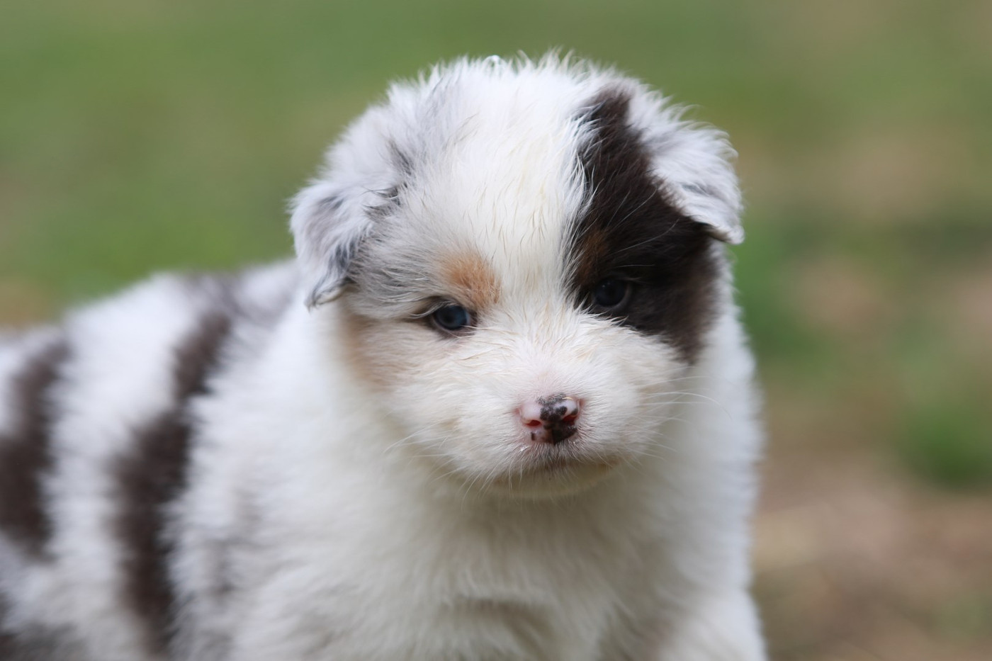 De La Légende De Calydane - Chiots disponibles - Berger Australien