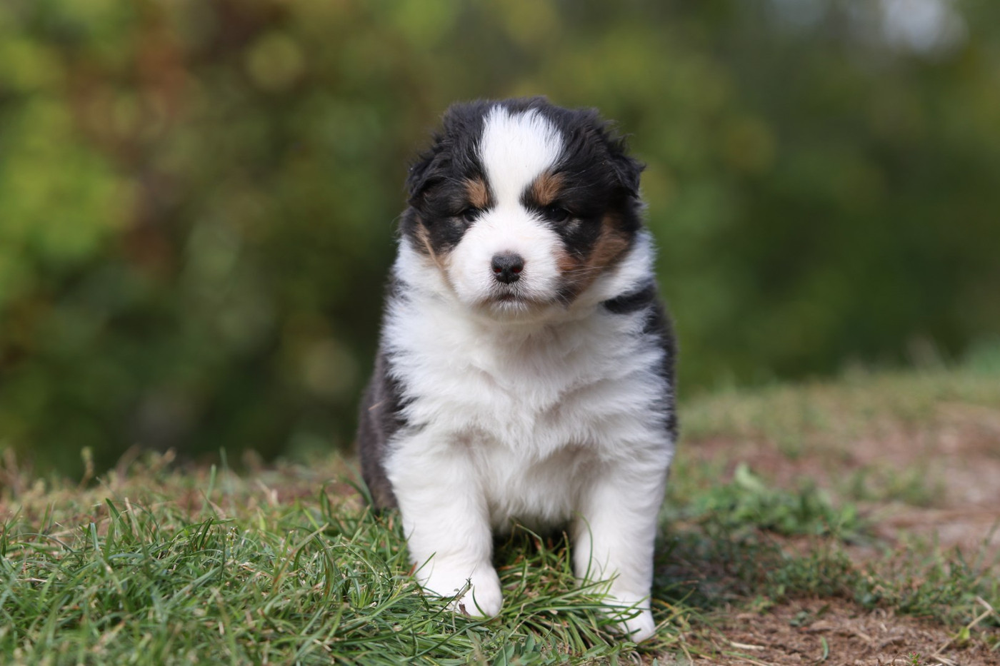 De La Légende De Calydane - Chiots disponibles - Berger Australien