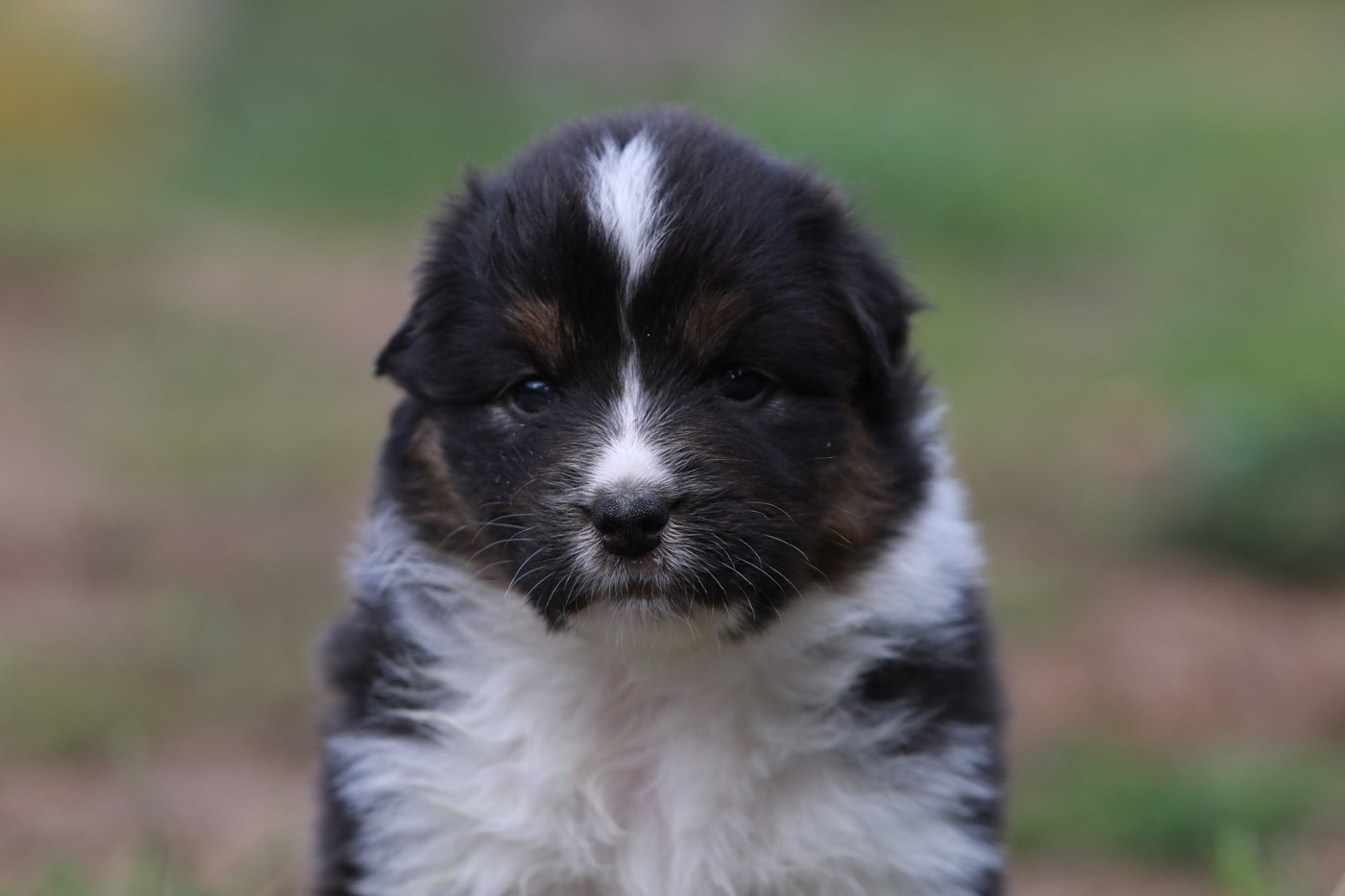 De La Légende De Calydane - Chiots disponibles - Berger Australien