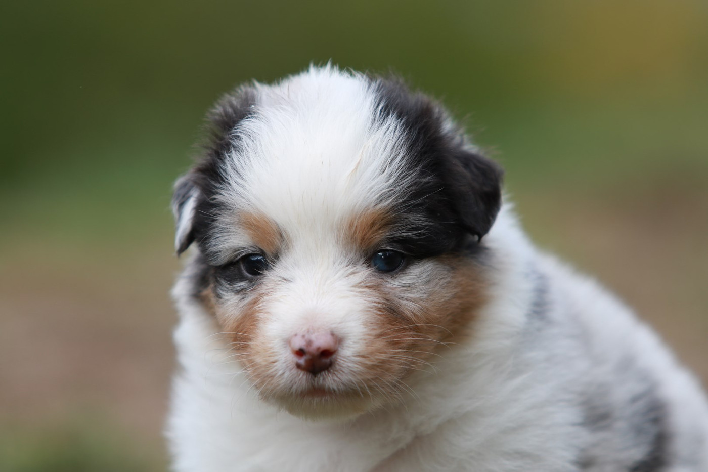 De La Légende De Calydane - Chiots disponibles - Berger Australien