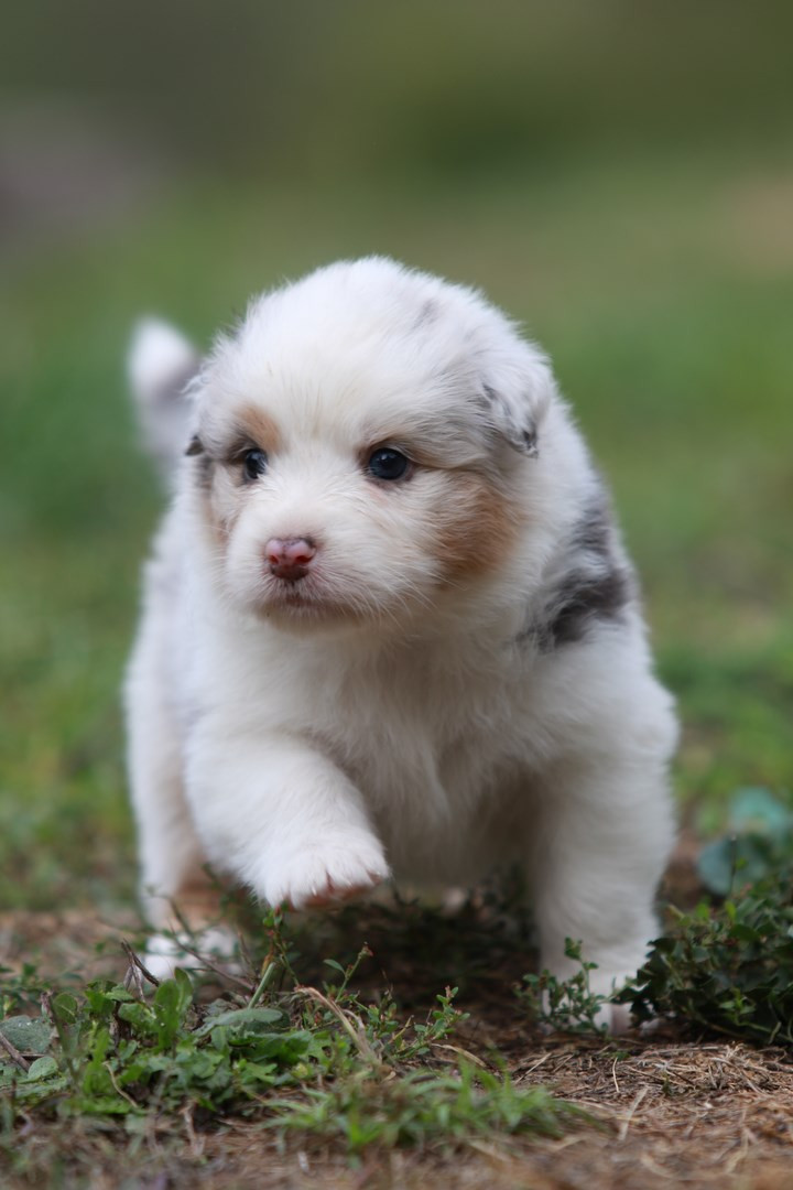 De La Légende De Calydane - Chiots disponibles - Berger Australien