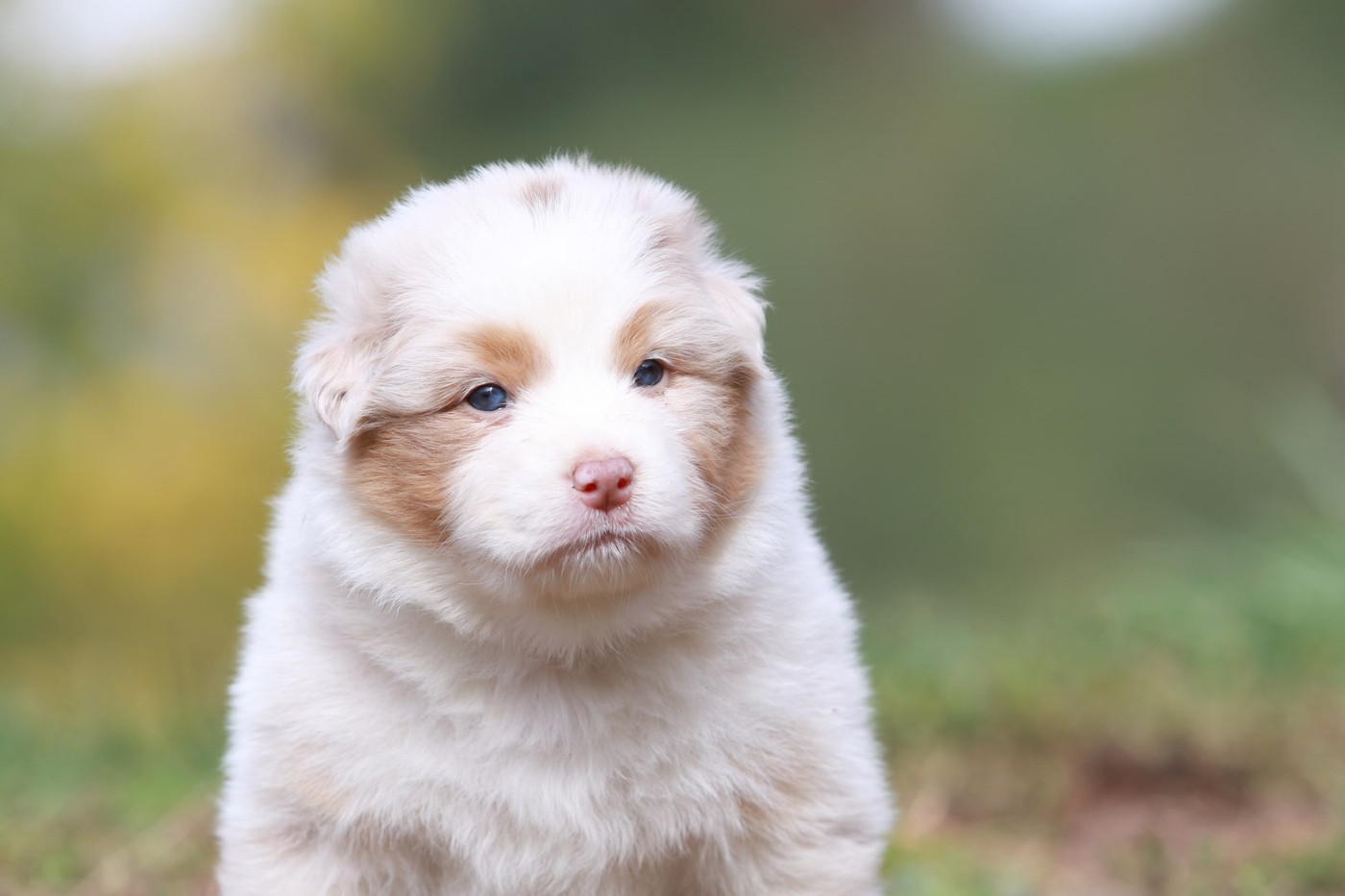 De La Légende De Calydane - Chiots disponibles - Berger Australien