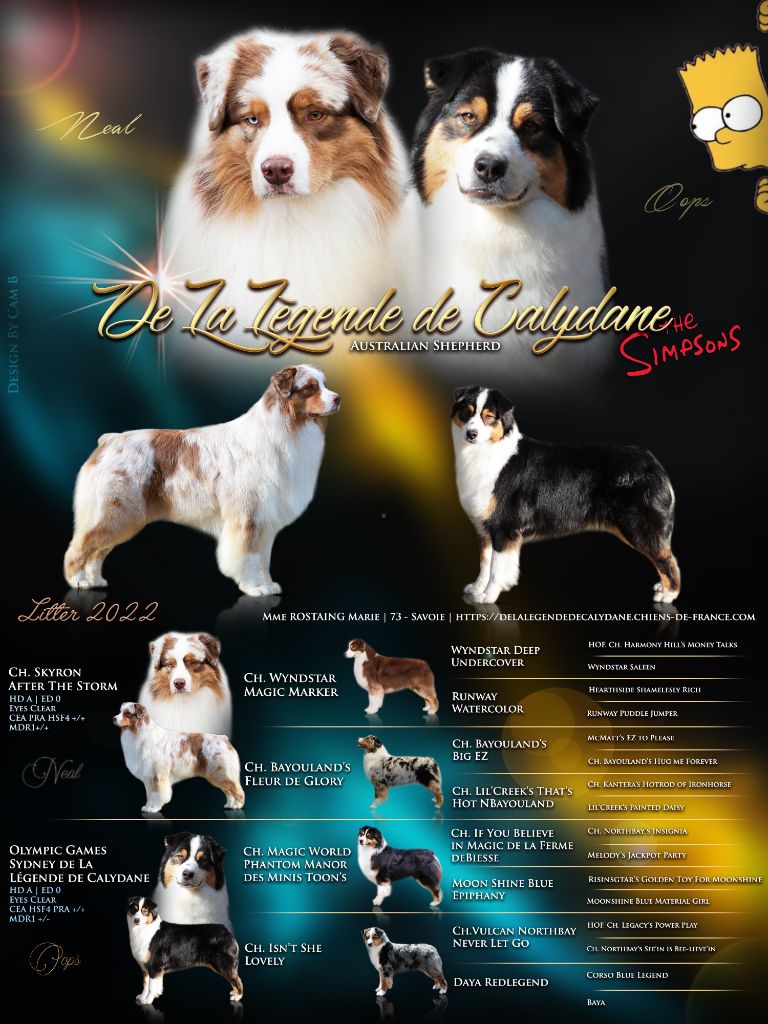 Chiot Berger Australien De La Légende De Calydane