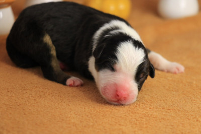 Chiot Male Noir Tricolore 3