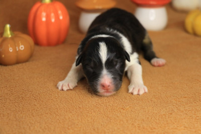 Chiot Femelle Noire Tricolore 2