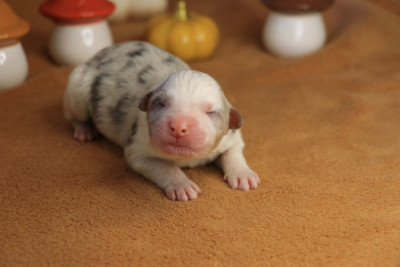 Chiot Femelle Bleue Merle 2