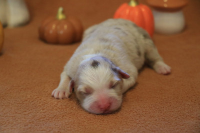 Chiot Femelle Rouge Merle