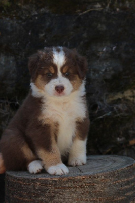 The Simpson Marge De La Légende De Calydane