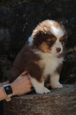 The Simpson Nikki De La Légende De Calydane