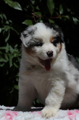 The Simpson Edward De La Légende De Calydane