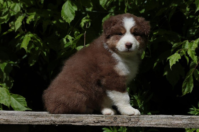 The Simpson Bart De La Légende De Calydane