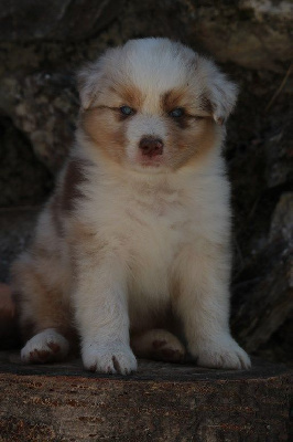 The Simpson Maggie De La Légende De Calydane