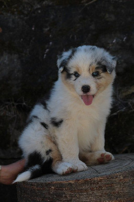 The Simpson Alex De La Légende De Calydane