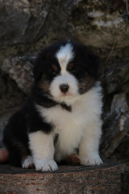 The Simpson Ling De La Légende De Calydane