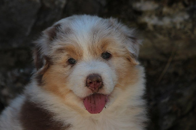 The Simpson Krusty De La Légende De Calydane